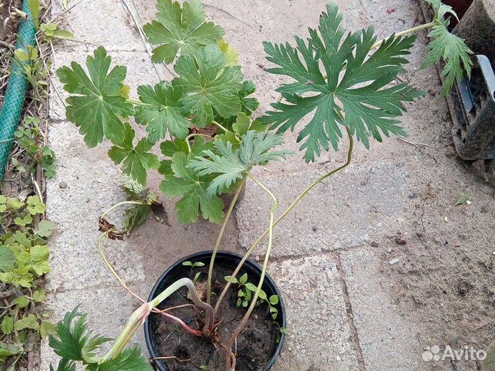 Герань садовая двух видов