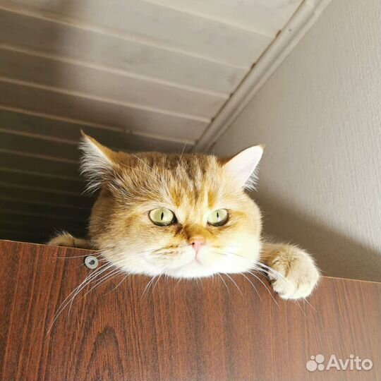 Вязка Британская Золотая Шиншилла