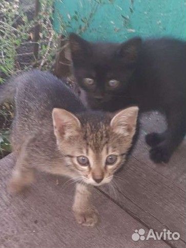 Котята отдам бесплатно