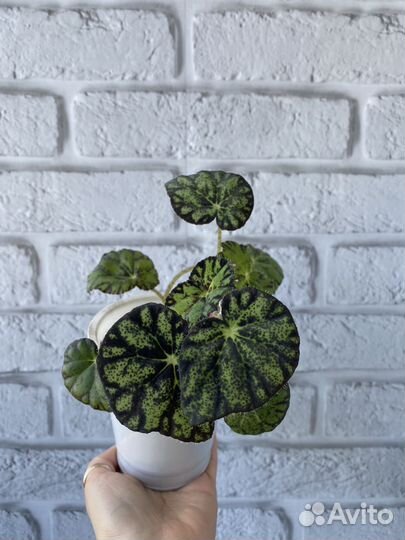 Бегония тигровая