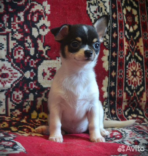Щенки чихуахуа мелкий стандарт