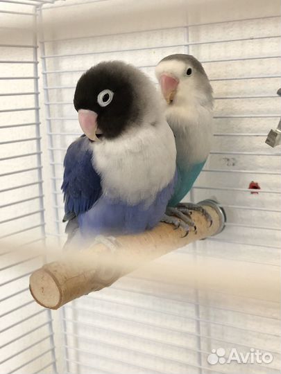 Попугай неразлучники