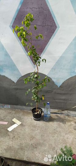 Фикусы взрослые