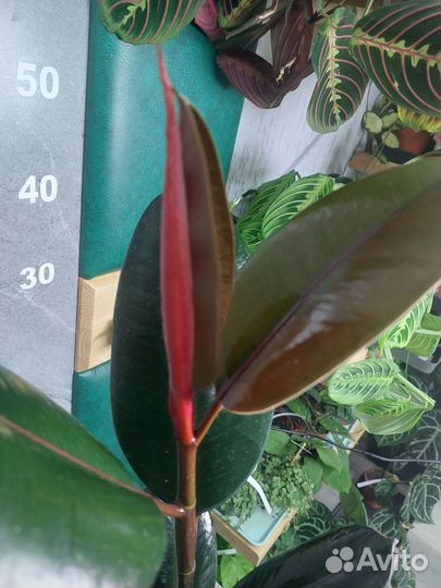 Фикус эластика абиджан