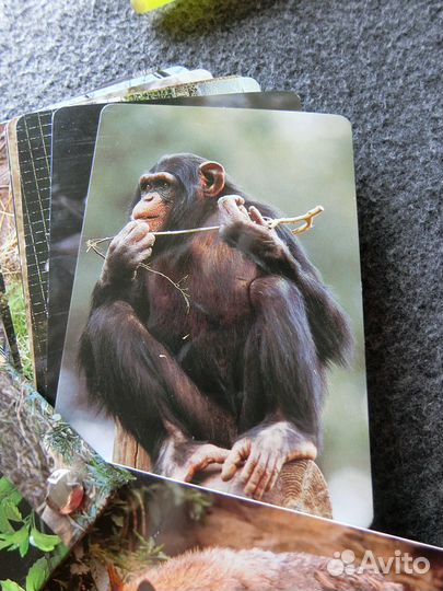 Карточки с животными на японском