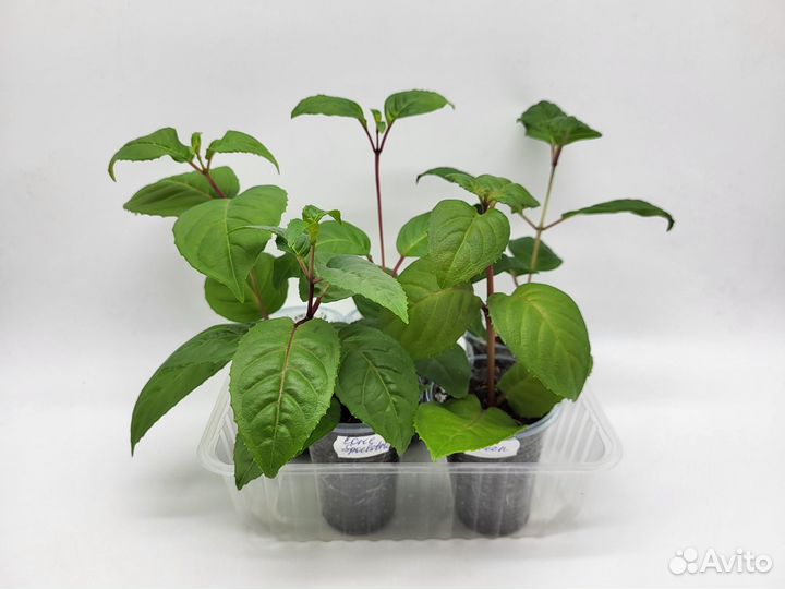 Сортовые фуксии