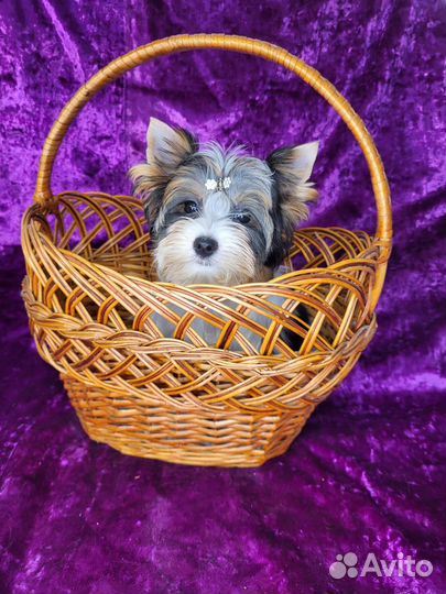 Бивер терьер