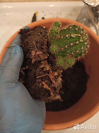 Кактус для связи