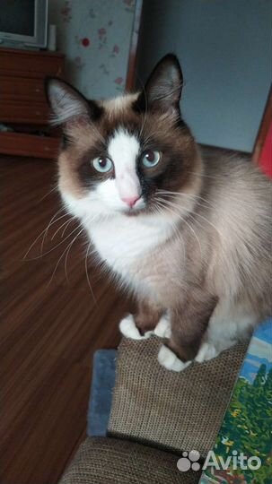 Сиамский Кот вязка