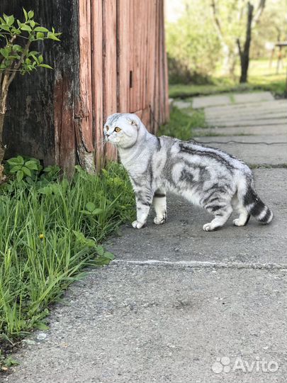 Кот для вязки