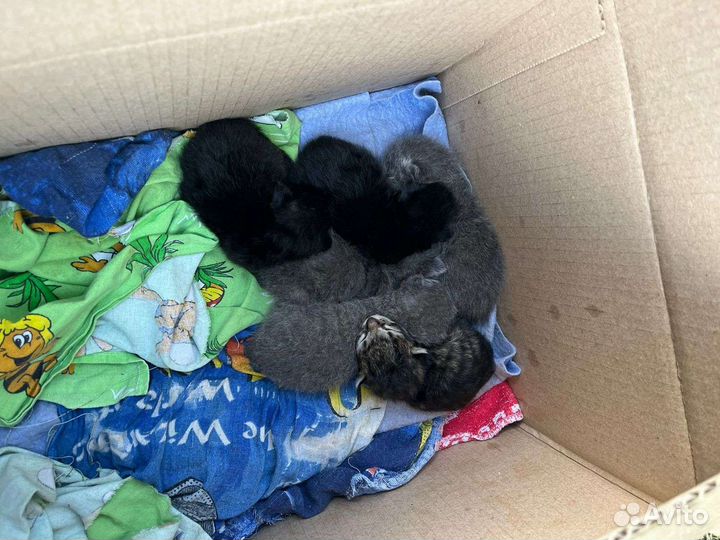 Котята ищут дом