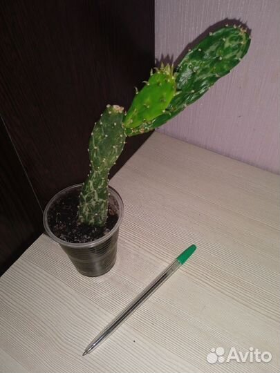 Цветы комнатные