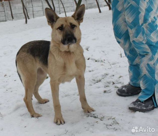 Звёздочка ищет родителей