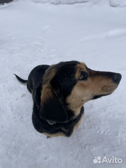 Такса вязка девочка