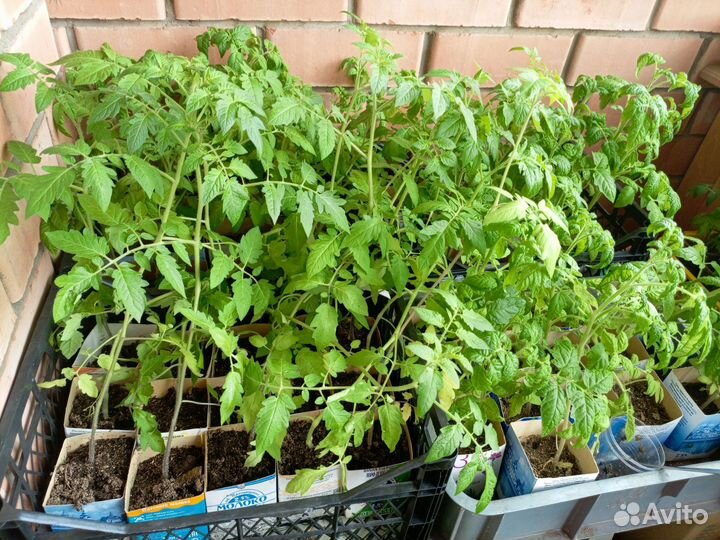 Рассада помидор черри