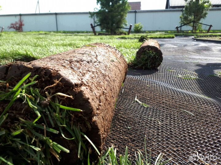 Рулонный газон с укладкой от производителя