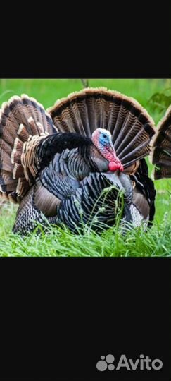 Индюки домашние