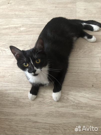 Кошка в добрые руки