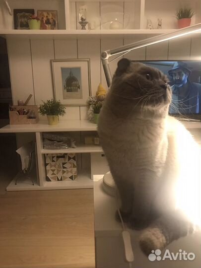 Вязка Жених