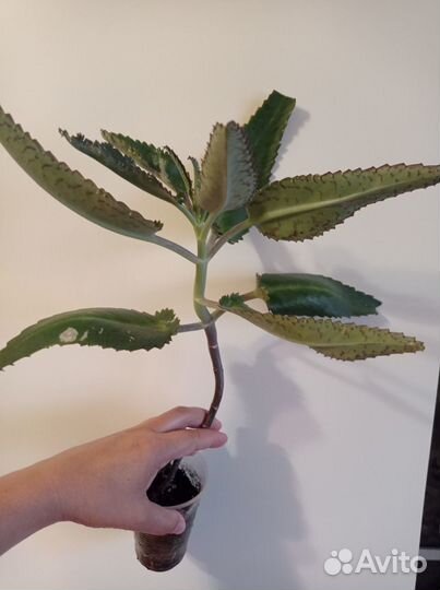 Каланхоэ лечебное