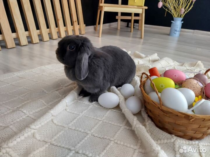 Кролик вислоухий