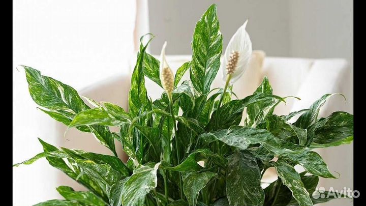 Спатифиллум