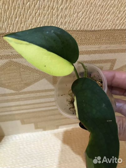 Сциндапсус Jade Satin var