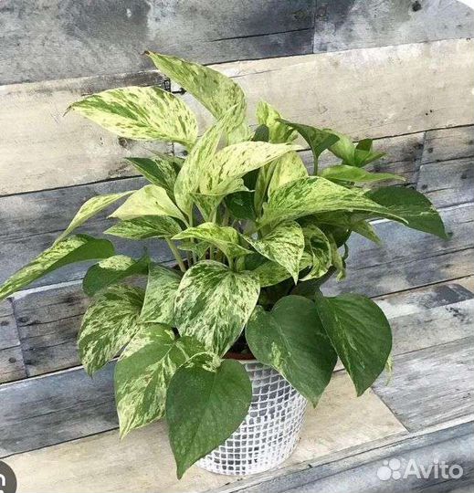 Эпипремнумы и филодендроны