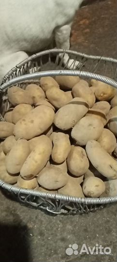 Домашние куриные яйца