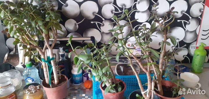 Толстянка.денежное дерево