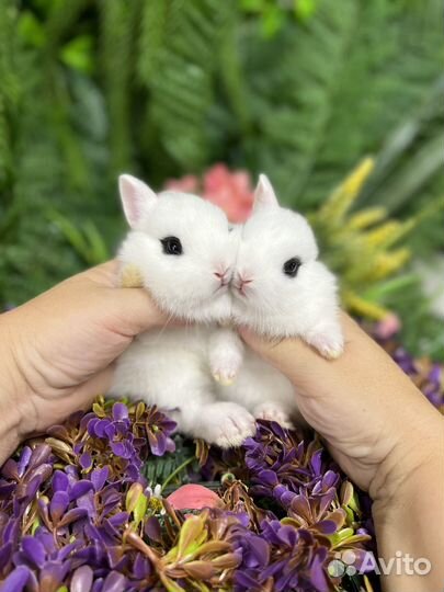 Лучшие кролики карликовые
