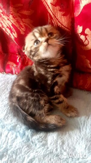 Шотландский вислоухий котик