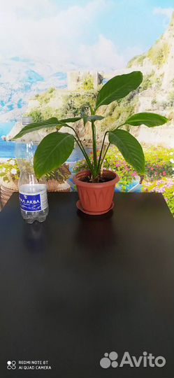 Спатифиллум цветущий отростки