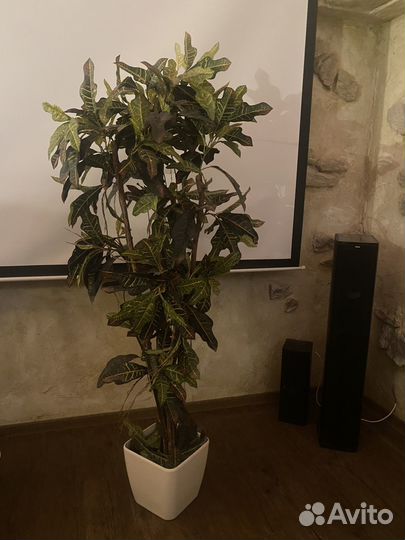 Шефлера, искусственное растение