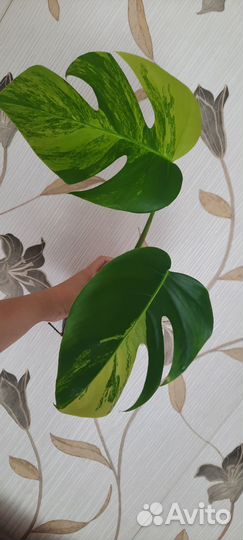 Монстера yellow splash