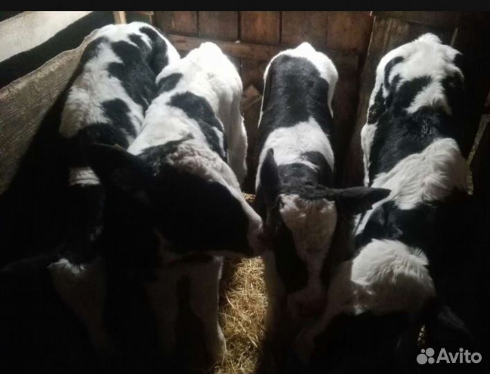 Бычки и телята