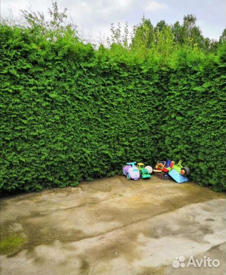 Туя Брабант