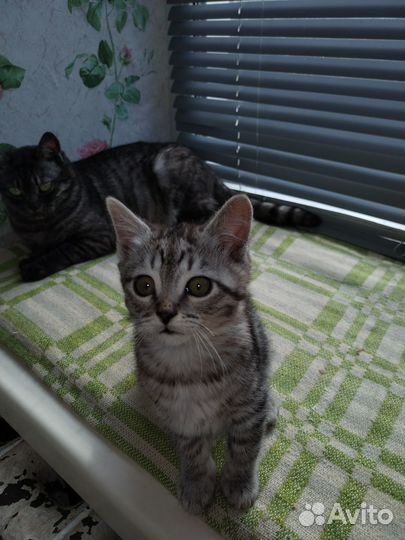 Котятам 2 месяца, лоток на отлично