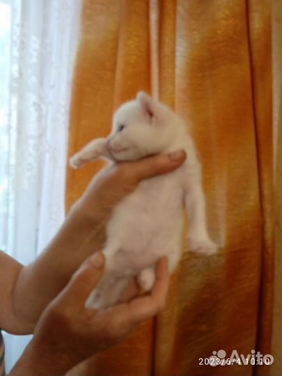 Котята Русская белая можно забирать