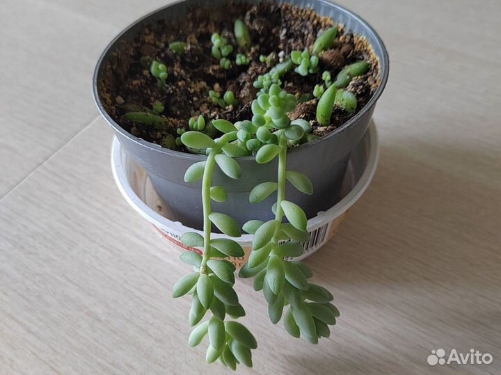 Очиток (седум) Моргана