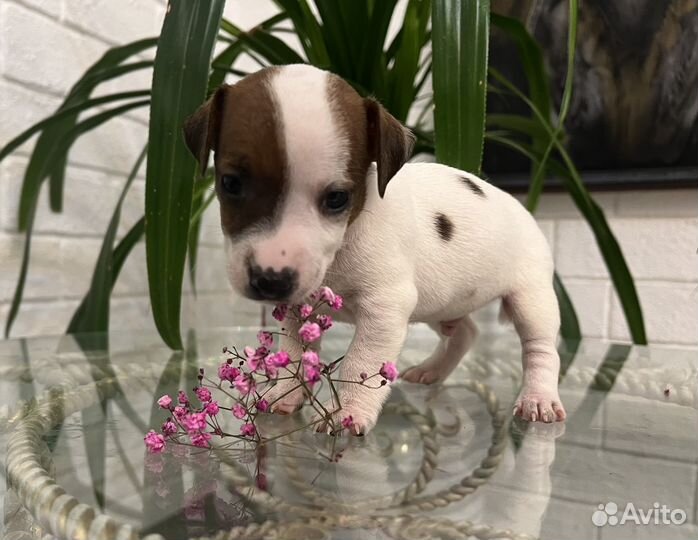 Джек Рассел терьер