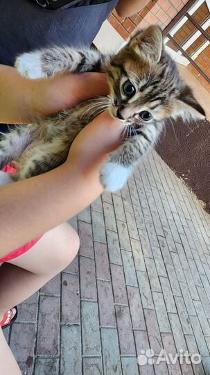 Котенок девочка