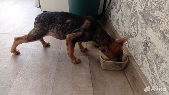 Отдам щенка в добрые руки