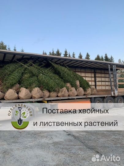 Ель сосна береза липа клен саженцы крупномер зкс