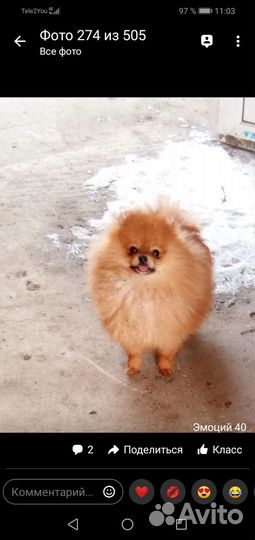 Помапу мальчик