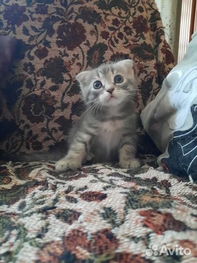 Кошка в дар