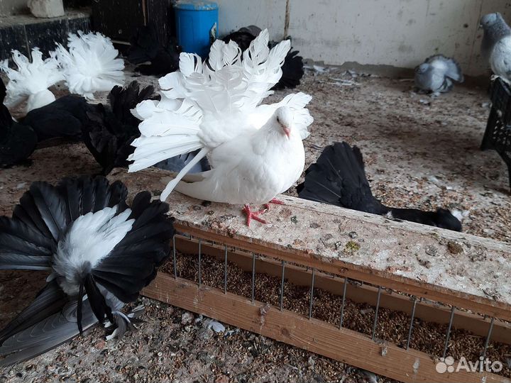 Голуби павлины голубые белые