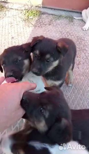 Щенки 2 месяца с доставкой