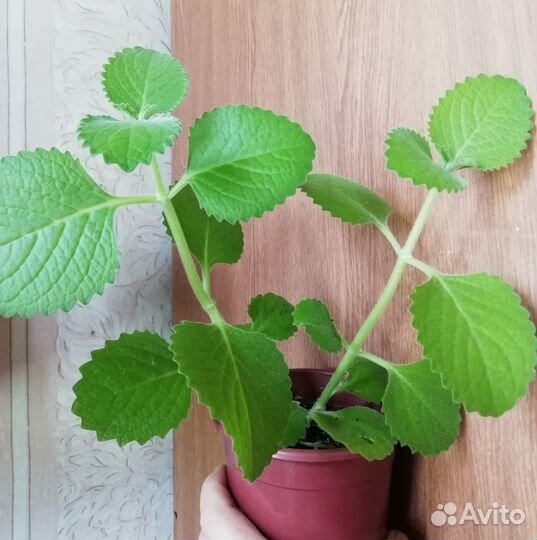 Плектрантус мята,Аихризон,Венерин волос, стрептока