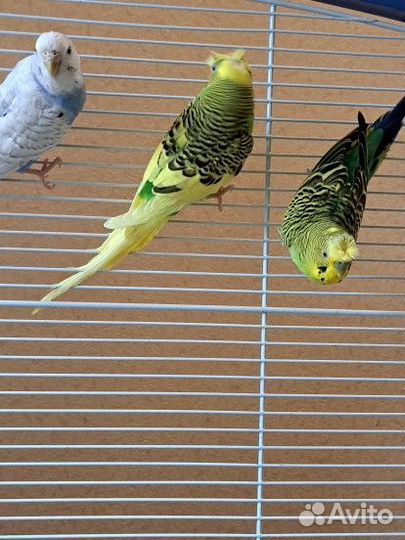 Попугаи хохлатые,хагоромо,волнистые